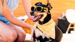 Pets & Animals